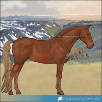 Horse Color:Chestnut 