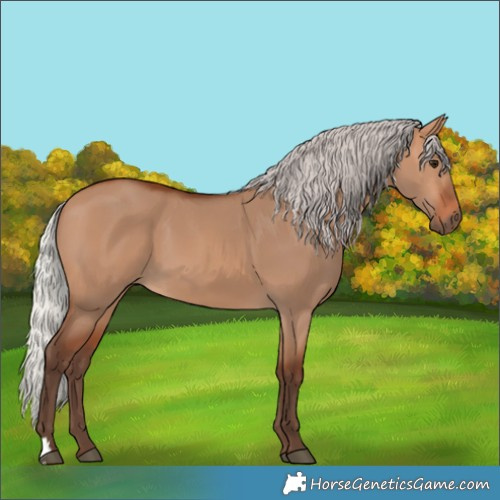 Horse Color:Silver Bay Dun 
