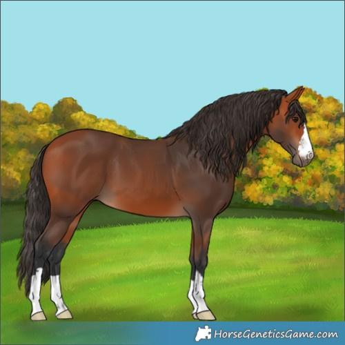 Horse Color:Bay 