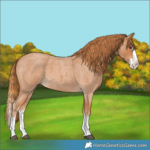 Horse Color:Red Roan Splash 