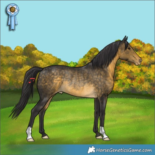 Horse Color:Buckskin Appaloosa Rabicano 