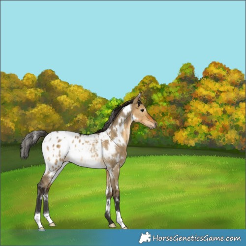 Horse Color:Gray White Spotted Buckskin Dun Blanket Rabicano 