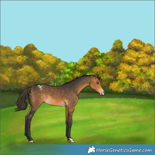 Horse Color:Buckskin Appaloosa Rabicano 