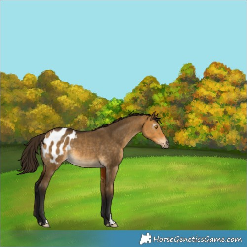 Horse Color:Gray Buckskin Dun Appaloosa Rabicano 