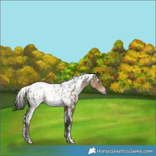 Horse Color:Gray White Spotted Buckskin Snowdrop Near Leopard Rabicano 