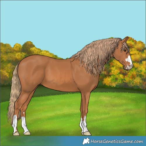 Horse Color:Chestnut 