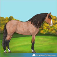 Horse Color:Bay Roan Splash