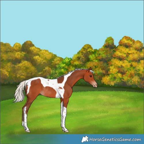 Horse Color:Silver Bay Tobiano Appaloosa Rabicano 