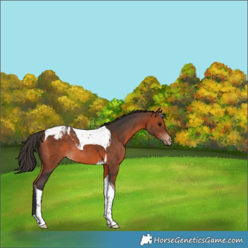 Horse Color:Bay Tobiano Appaloosa Rabicano 