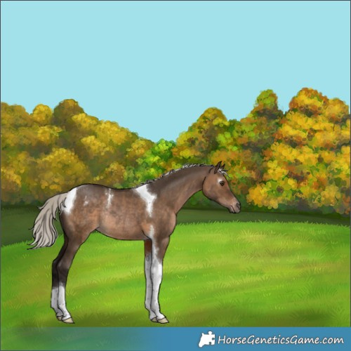 Horse Color:Gray Silver Brown Dun Tobiano Varnish Rabicano 