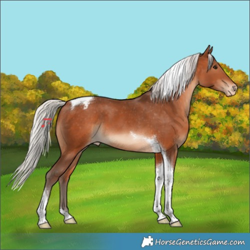 Horse Color:Silver Brown Tobiano Appaloosa