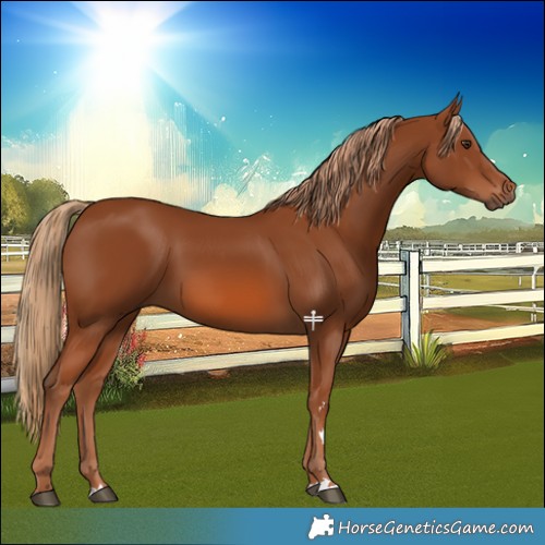 Horse Color:Chestnut 