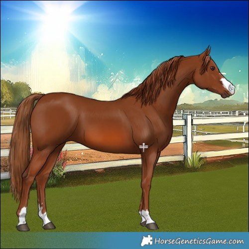 Horse Color:Chestnut 