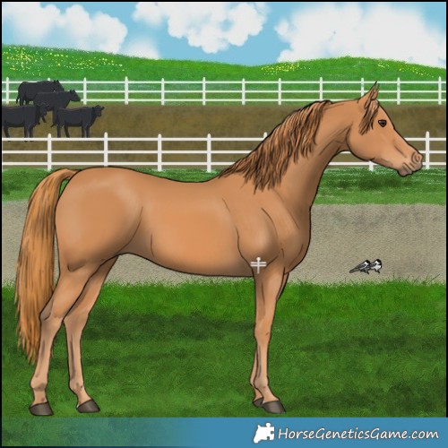 Horse Color:Chestnut Rabicano 