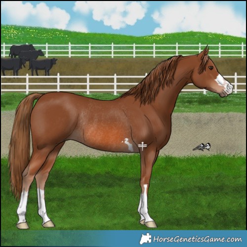 Horse Color:Chestnut Rabicano 
