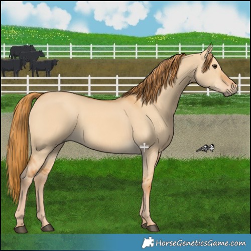 Horse Color:Red Dun Rabicano 