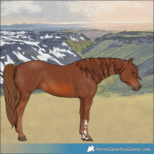 Horse Color:Chestnut 