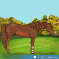 Horse Color:Chestnut 