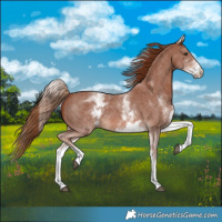 Horse Color:White Spotted Chestnut Sabino 