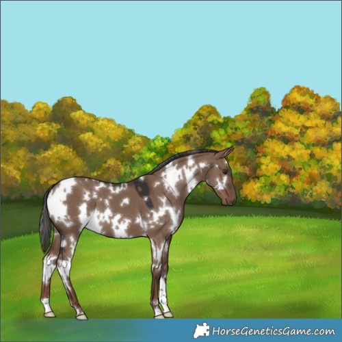 Horse Color:White Spotted Liver Red Dun 