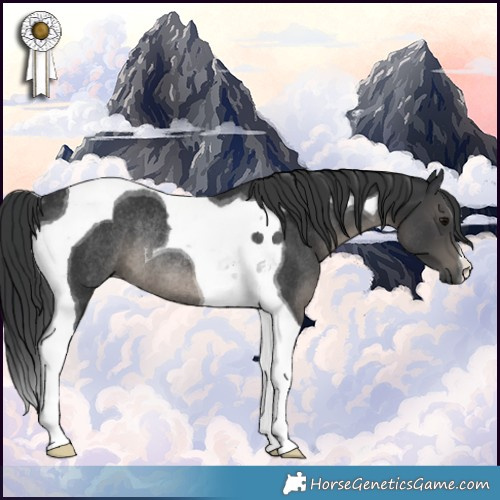 Horse Color:Black Tobiano Rabicano 