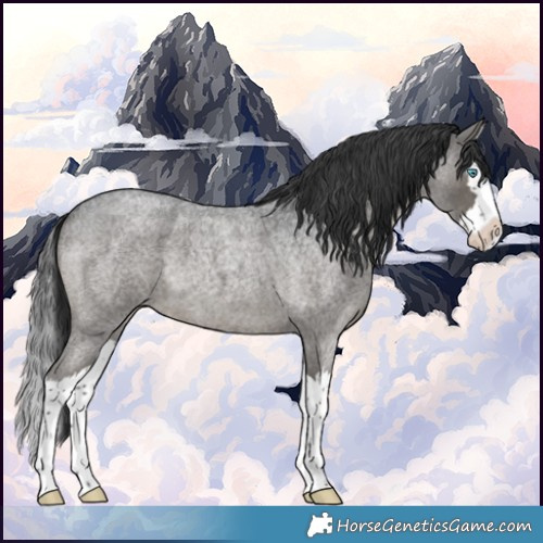 Horse Color:Blue Roan Splash 