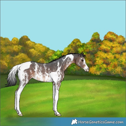 Horse Color:Brown Sabino Tobiano