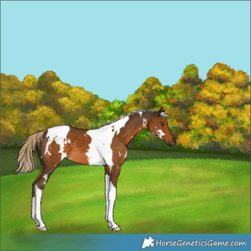 Horse Color:White Spotted Chocolate Palomino Tobiano