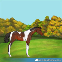 Horse Color:Bay Tobiano 