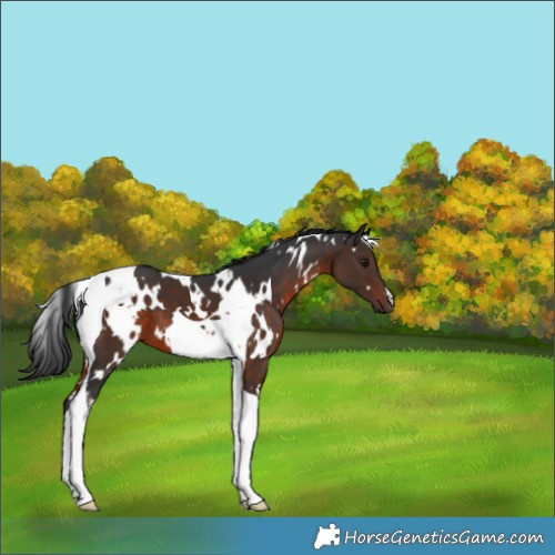 Horse Color:White Spotted Brown Tobiano