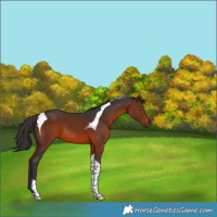 Horse Color:Brown Tobiano