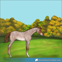 Horse Color:Red Roan 