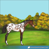 Horse Color:Bay Tobiano Appaloosa 
