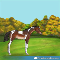 Horse Color:Brown Tobiano 