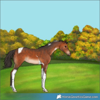 Horse Color:Bay Tobiano 