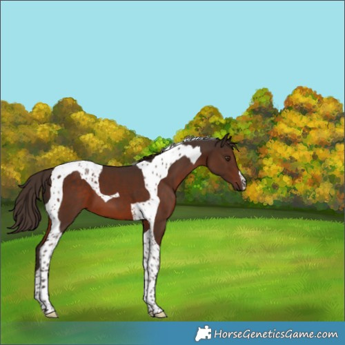 Horse Color:Liver Chestnut Tobiano