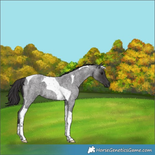 Horse Color:Smoky Blue Roan Tobiano