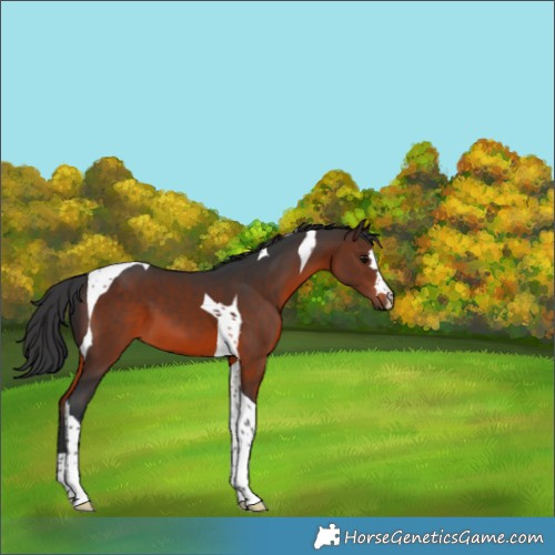 Horse Color:Brown Tobiano