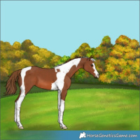 Horse Color:Chestnut Tobiano 