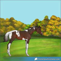 Horse Color:Liver Chestnut Tobiano 