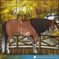 Horse Color:Bay Sabino Rabicano  and Bay Sabino Splash Rabicano 