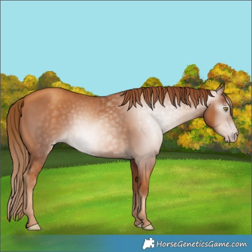 Horse Color:Gray Gold Champagne 