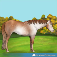 Horse Color:Gray Gold Champagne 