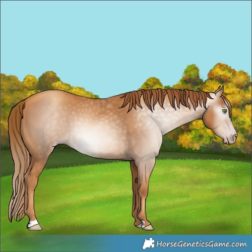Horse Color:Gray Gold Champagne 