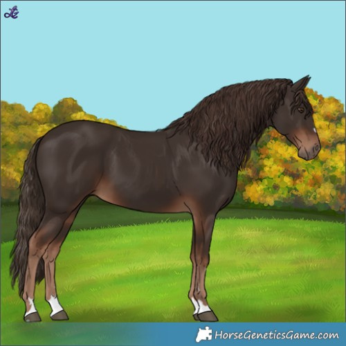 Horse Color:Liver Chestnut