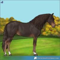Horse Color:Liver Chestnut