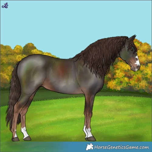 Horse Color:Liver Chestnut 