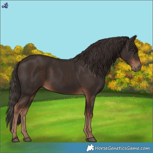 Horse Color:Liver Chestnut