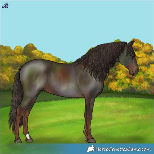 Horse Color:Liver Chestnut 