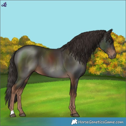 Horse Color:Liver Chestnut 